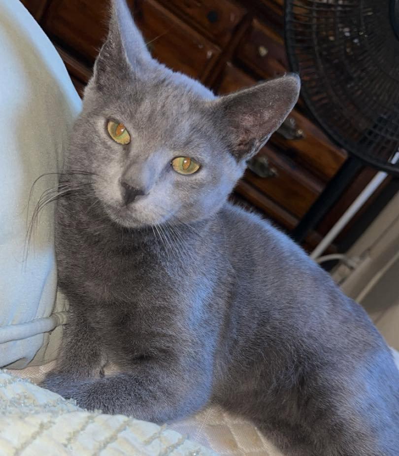 Enlarge Blue, a Adoptable Domestic Short Hair in Grand Bay, AL image 2/3