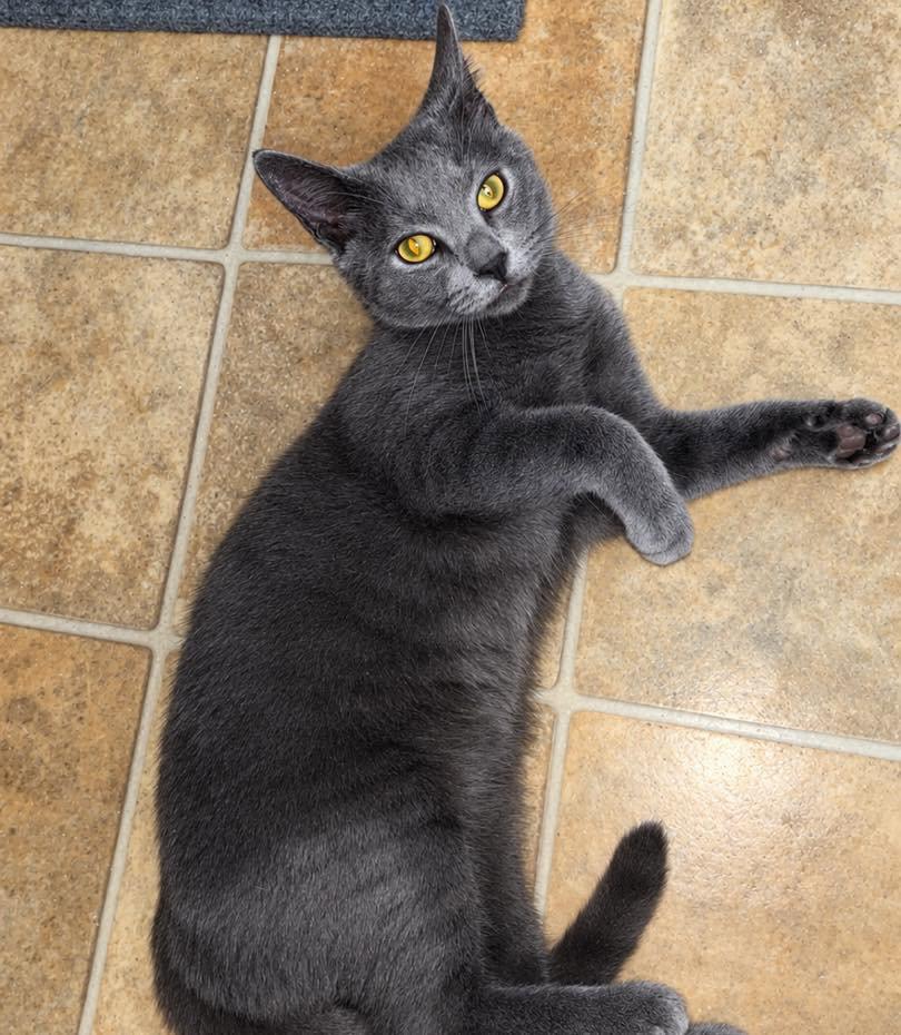 Enlarge Blue, a Adoptable Domestic Short Hair in Grand Bay, AL image 3/3