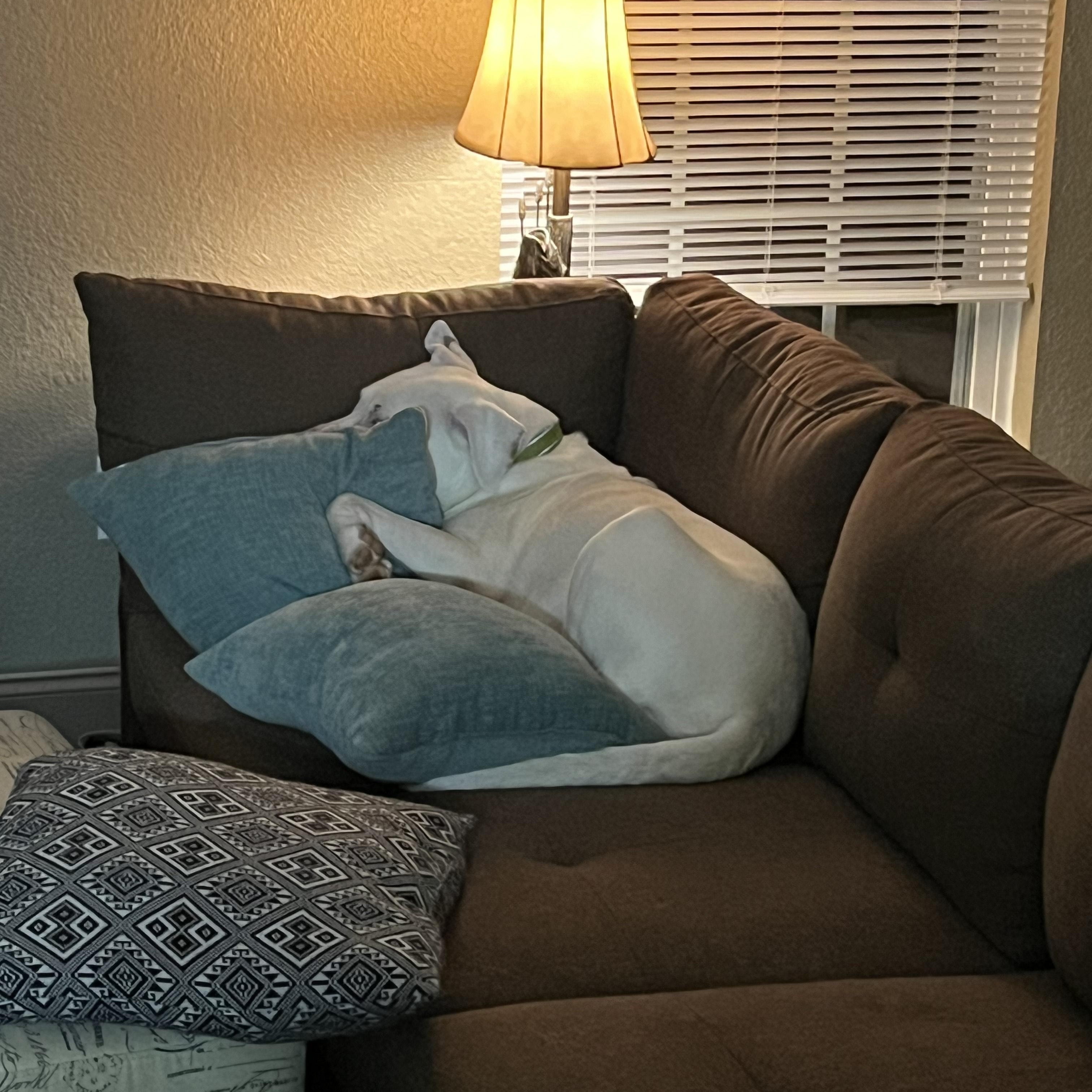 Enlarge Kipper, an adoptable mixed breed in Newborn, GA image 5/5