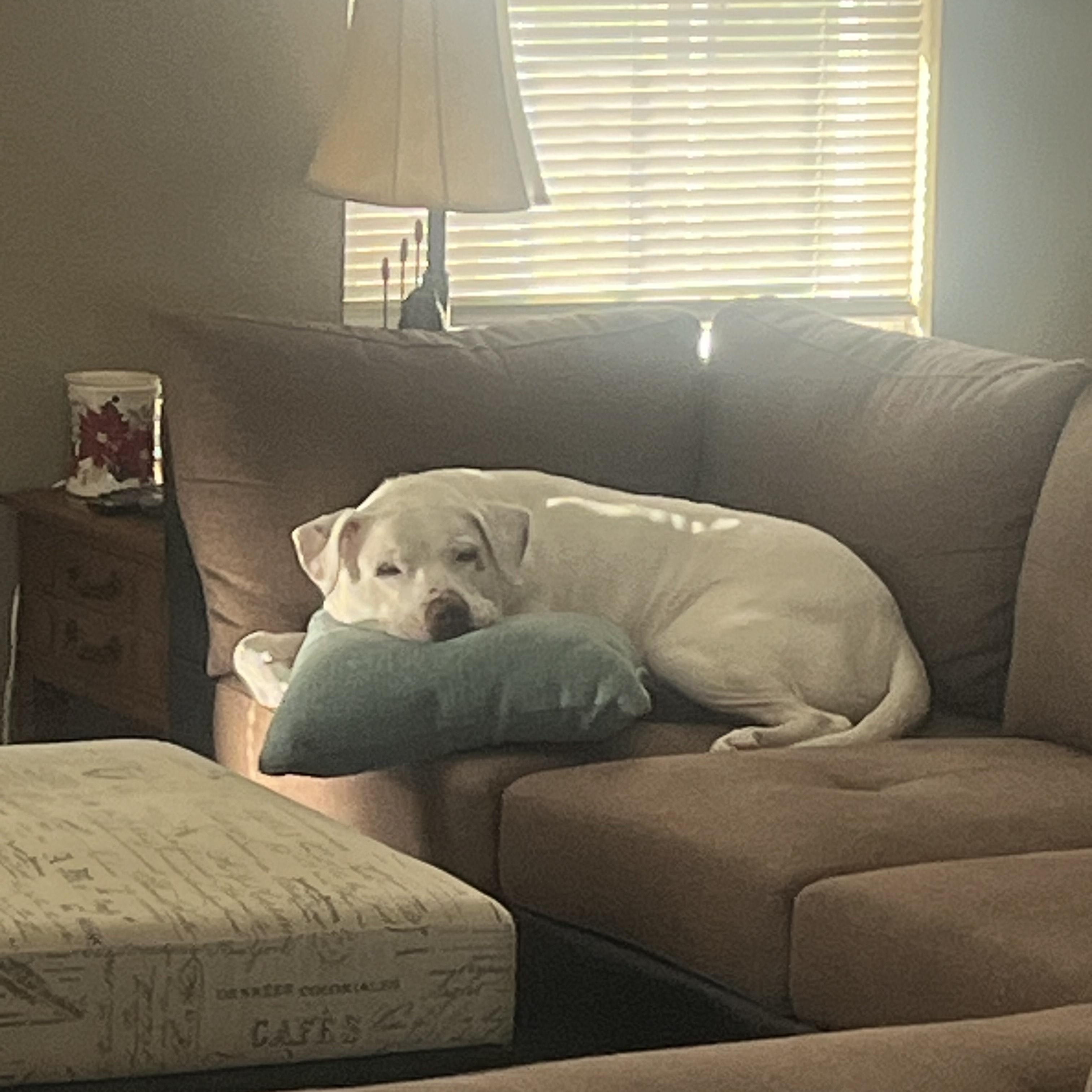 Enlarge Kipper, an adoptable mixed breed in Newborn, GA image 4/5