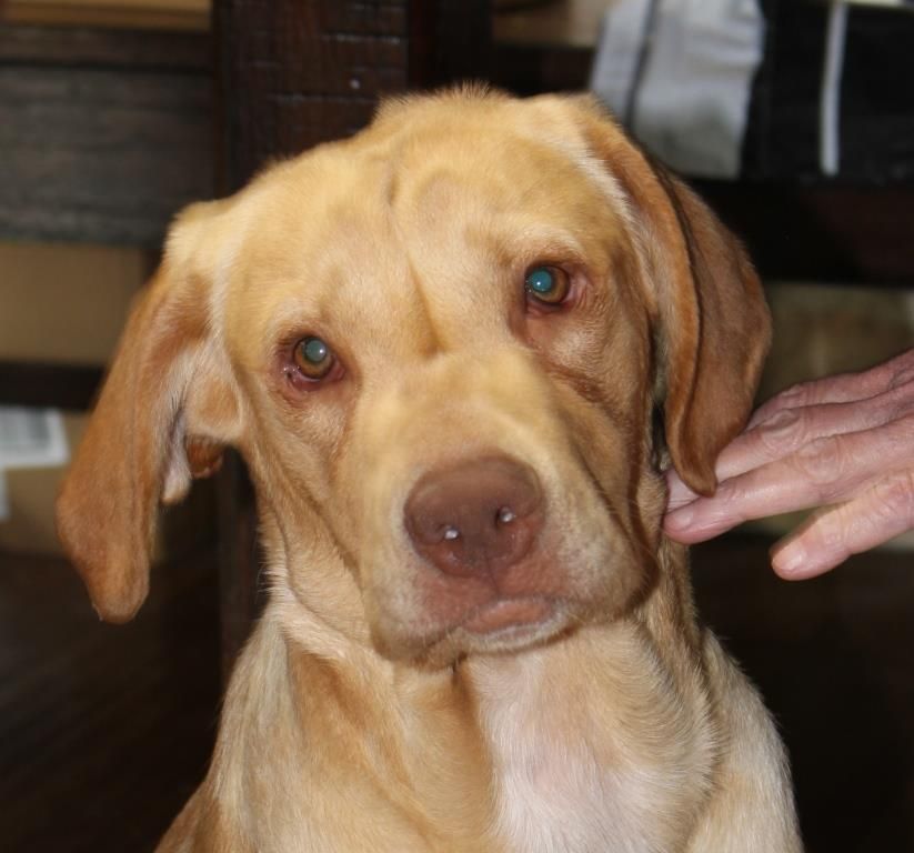 DUKE, Adopted, Puppy Male Yellow Labrador Retriever.
