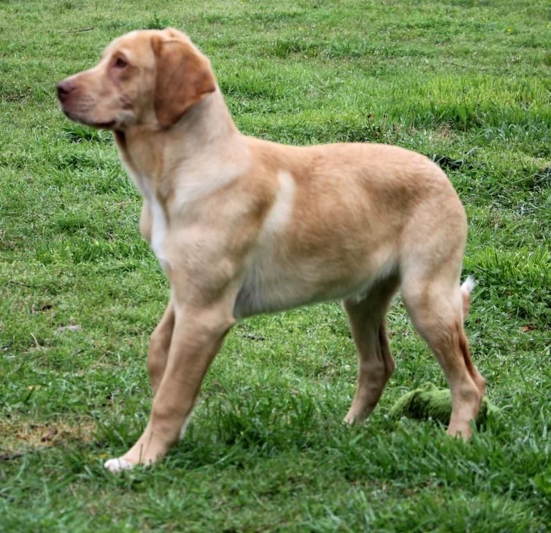 Enlarge DUKE, a Adopted mixed breed in Carrollton, TX image 2/4