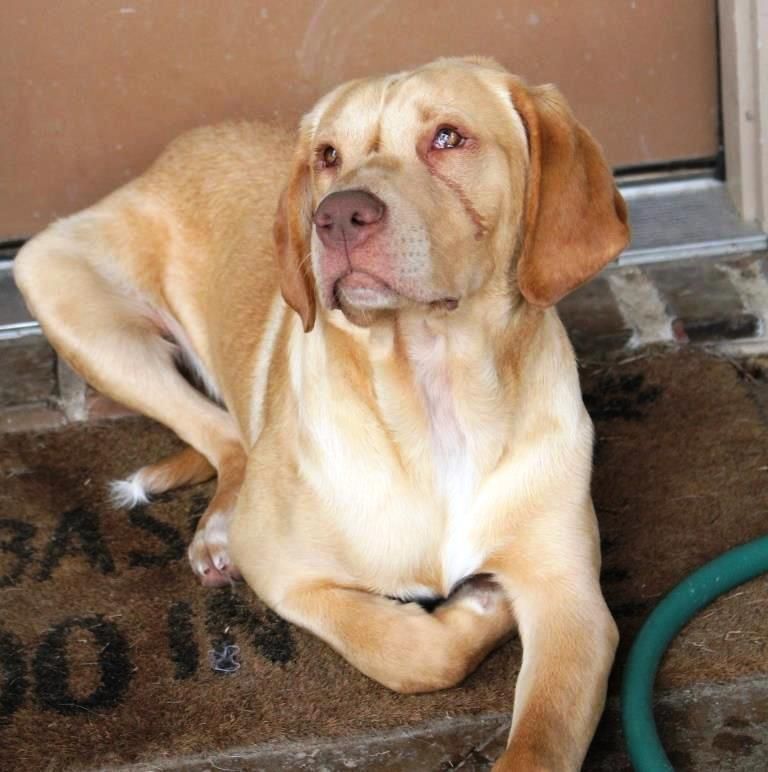 Enlarge DUKE, a Adopted mixed breed in Carrollton, TX image 4/4