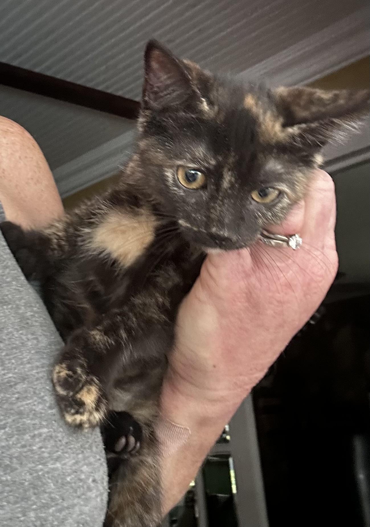 Tootie, adopted, Kitten Female Tortoiseshell.