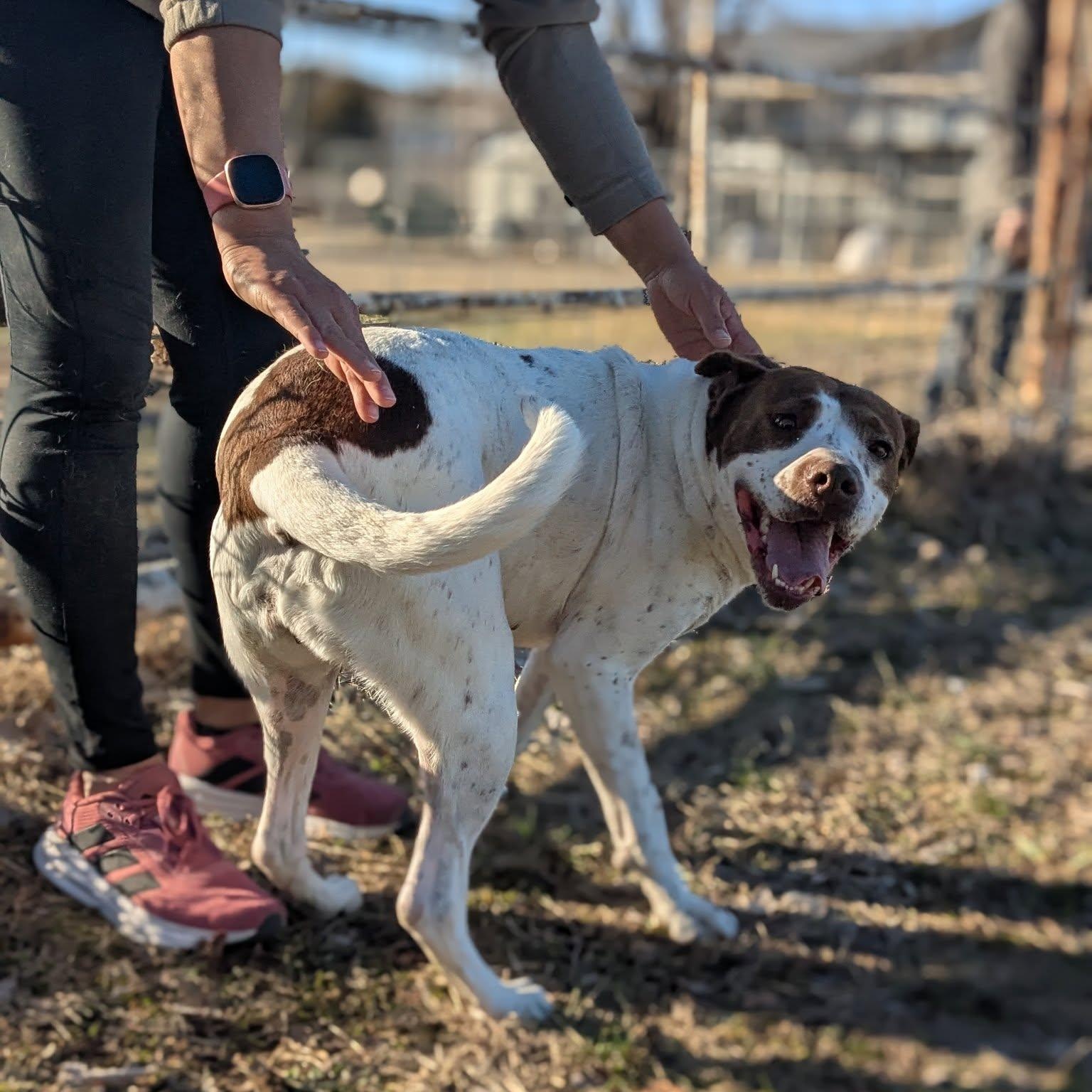 Enlarge Maple, a Adoptable mixed breed in Valley Falls, KS image 3/3