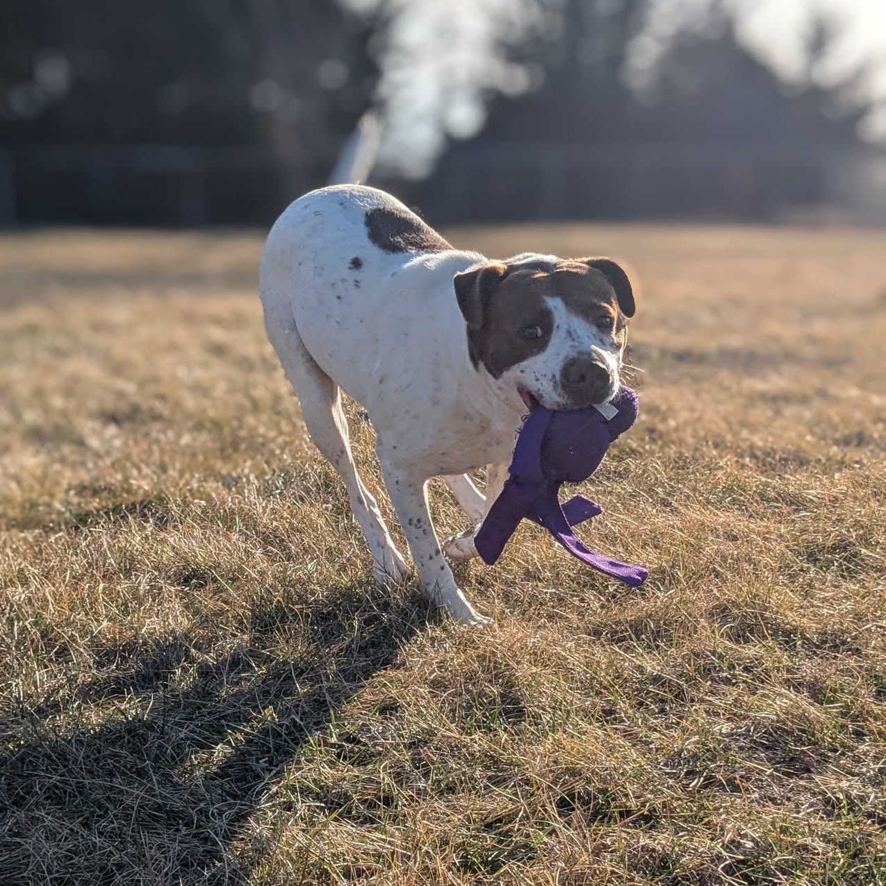Enlarge Maple, a Adoptable mixed breed in Valley Falls, KS image 2/3