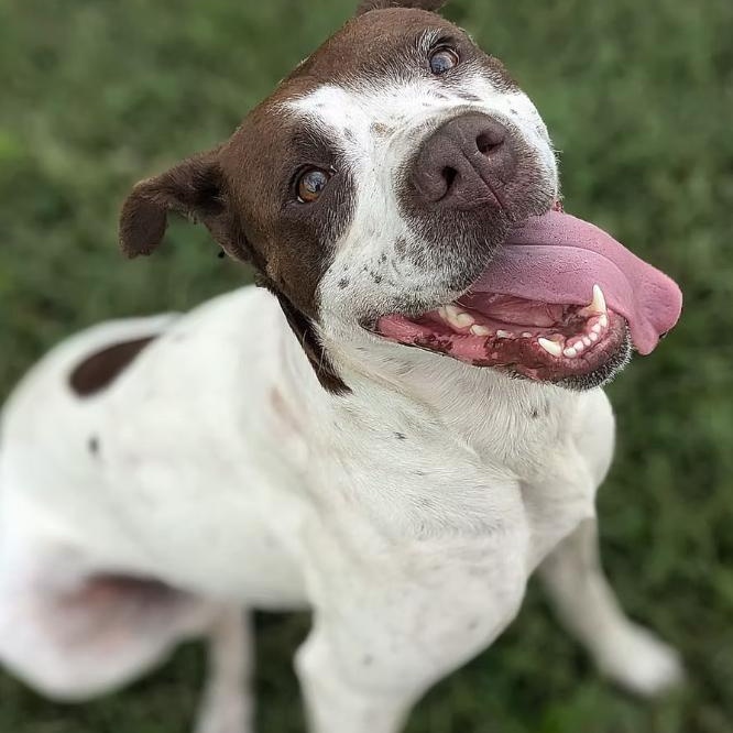 Maple, Adoptable, Adult Female Pointer & Terrier.