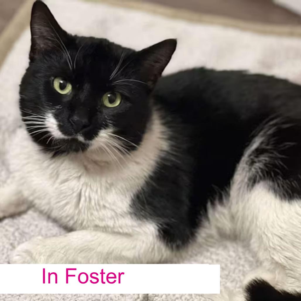 Enlarge Tuna Thomas, a Adoptable Domestic Short Hair in Chapel Hill, NC image 1/3