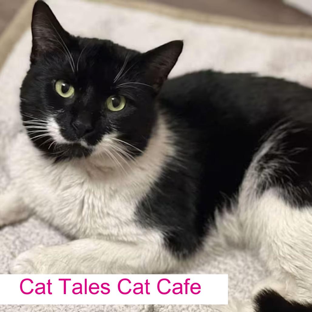 Enlarge Tuna Thomas, a Adoptable Domestic Short Hair in Chapel Hill, NC image 1/1