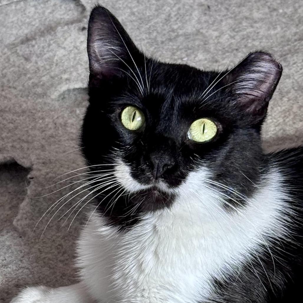 Enlarge Tuna Thomas, a Adoptable Domestic Short Hair in Chapel Hill, NC image 2/3