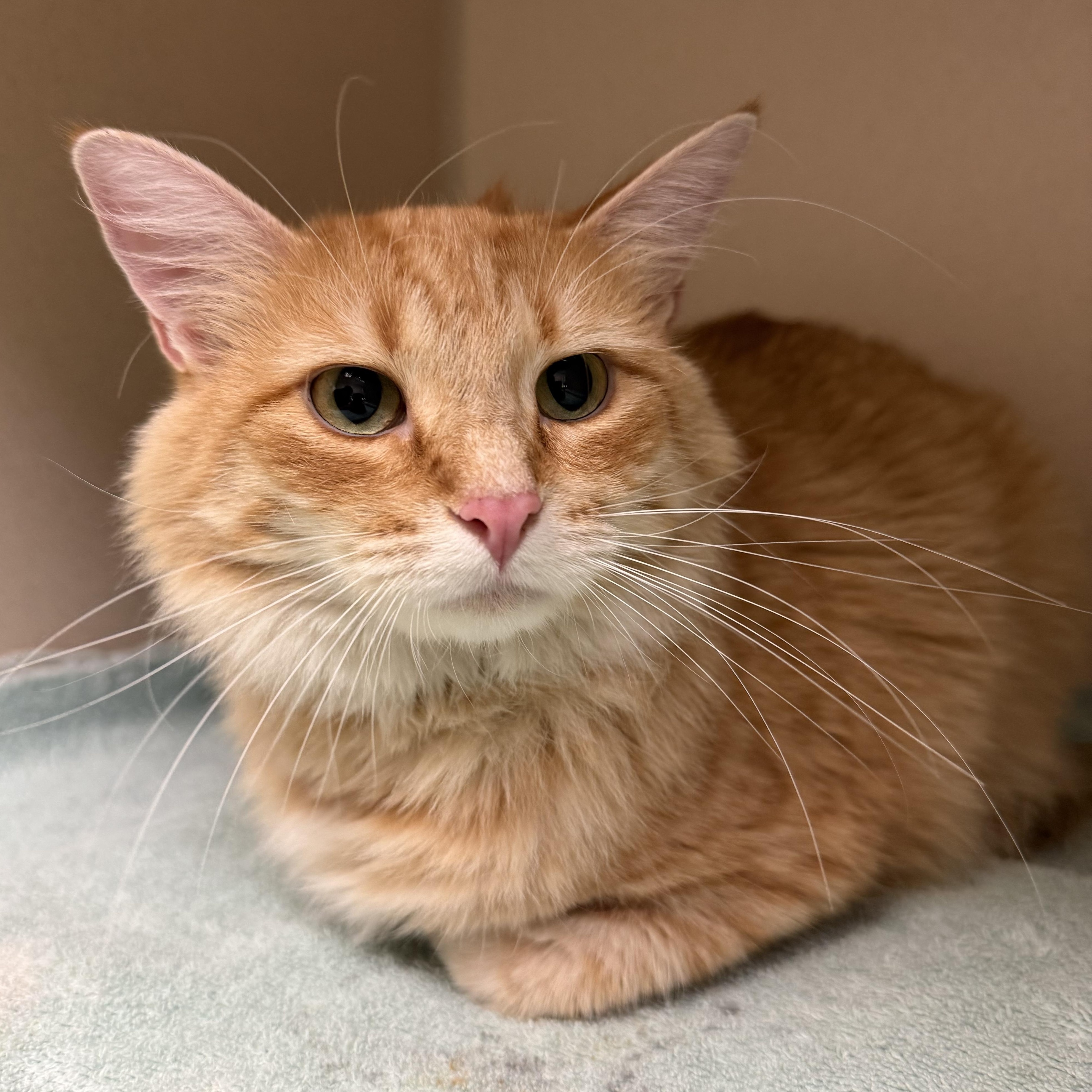 Enlarge Charlie, a ADOPTABLE Domestic Medium Hair in Kearney, NE image 3/3