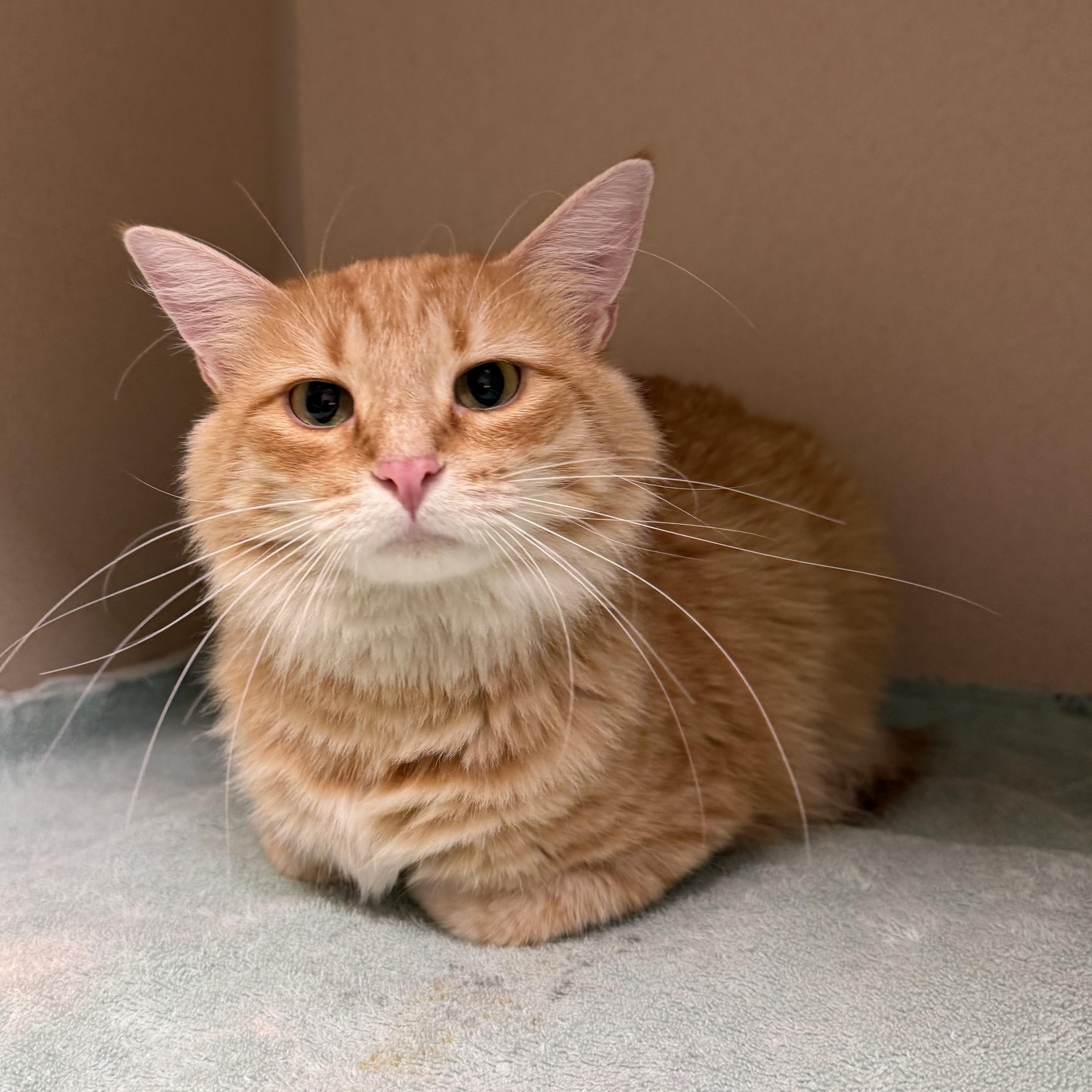 Enlarge Charlie, a ADOPTABLE Domestic Medium Hair in Kearney, NE image 2/3