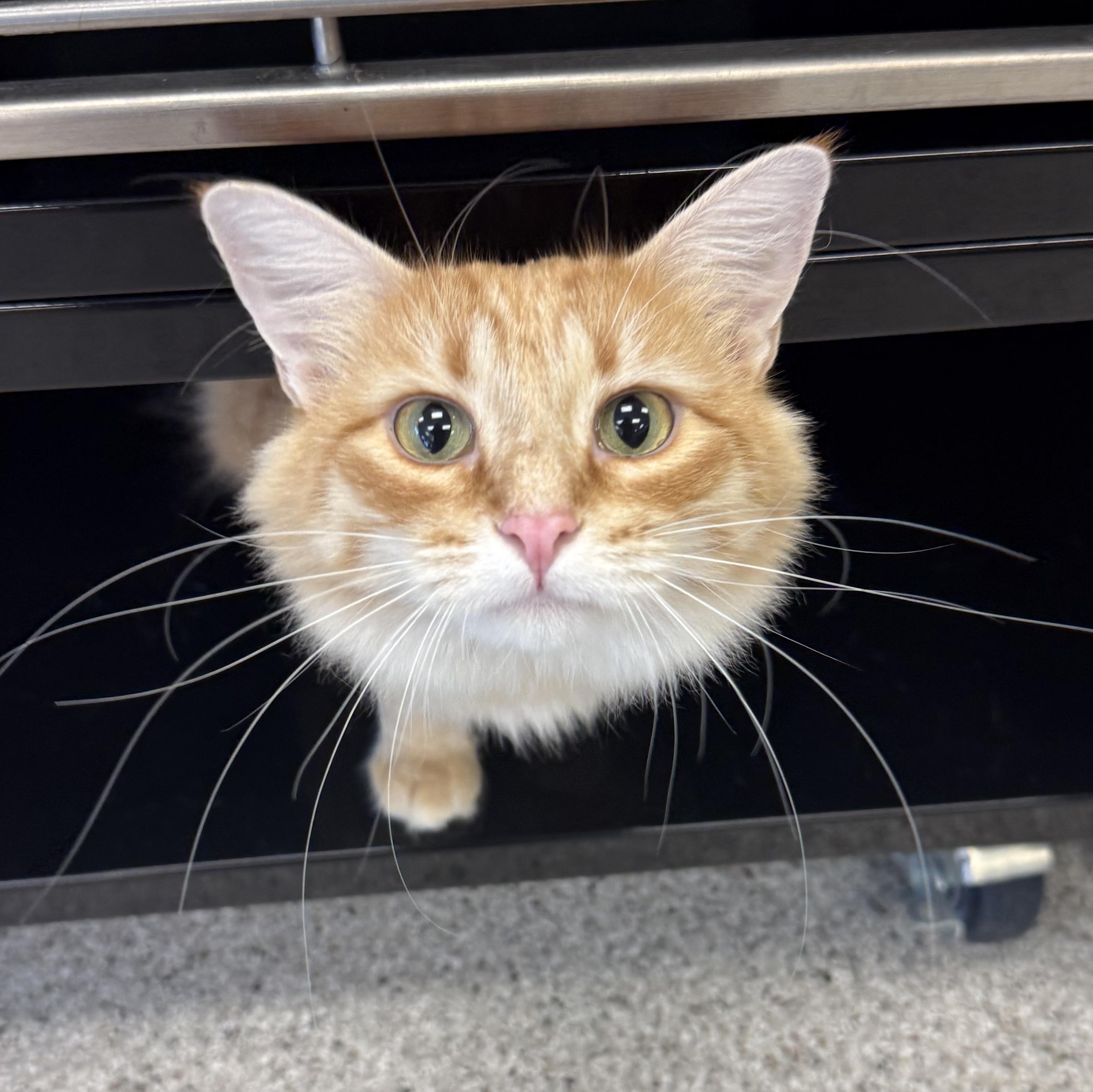 Charlie, ADOPTABLE, Adult Female Domestic Medium Hair.