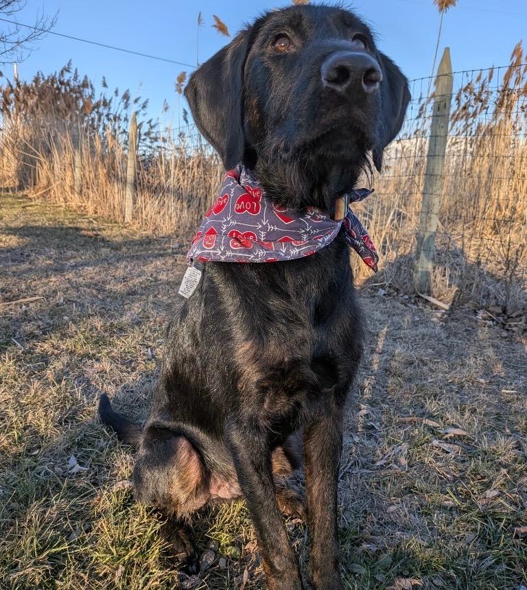 Rusty, Adoptable, Young Male Labrador Retriever.