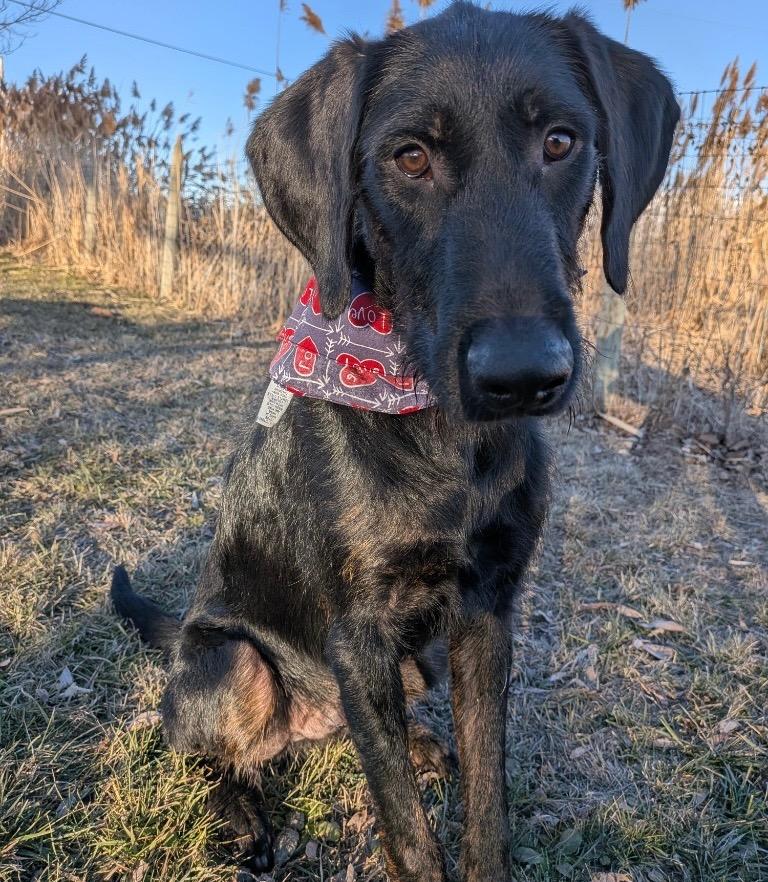 Enlarge Rusty, a Adoptable mixed breed in Logan, UT image 2/3