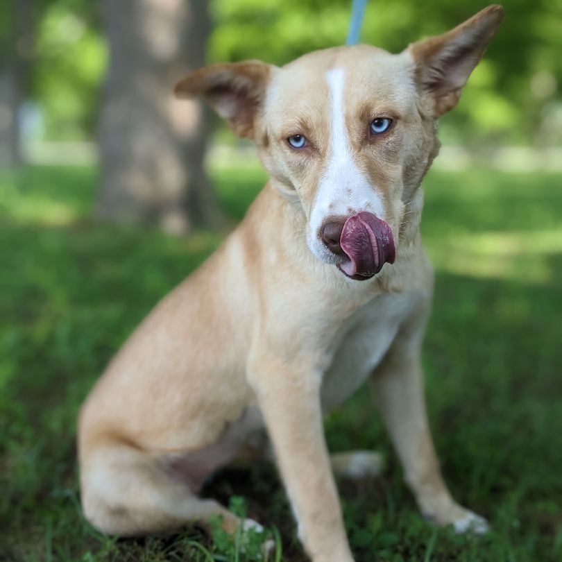 Elle, Adopted, Young Female Golden Retriever & Husky.