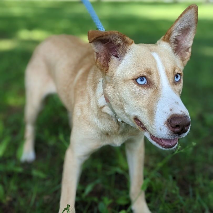 Enlarge Elle, a Adopted mixed breed in Berkeley Heights, NJ image 2/6