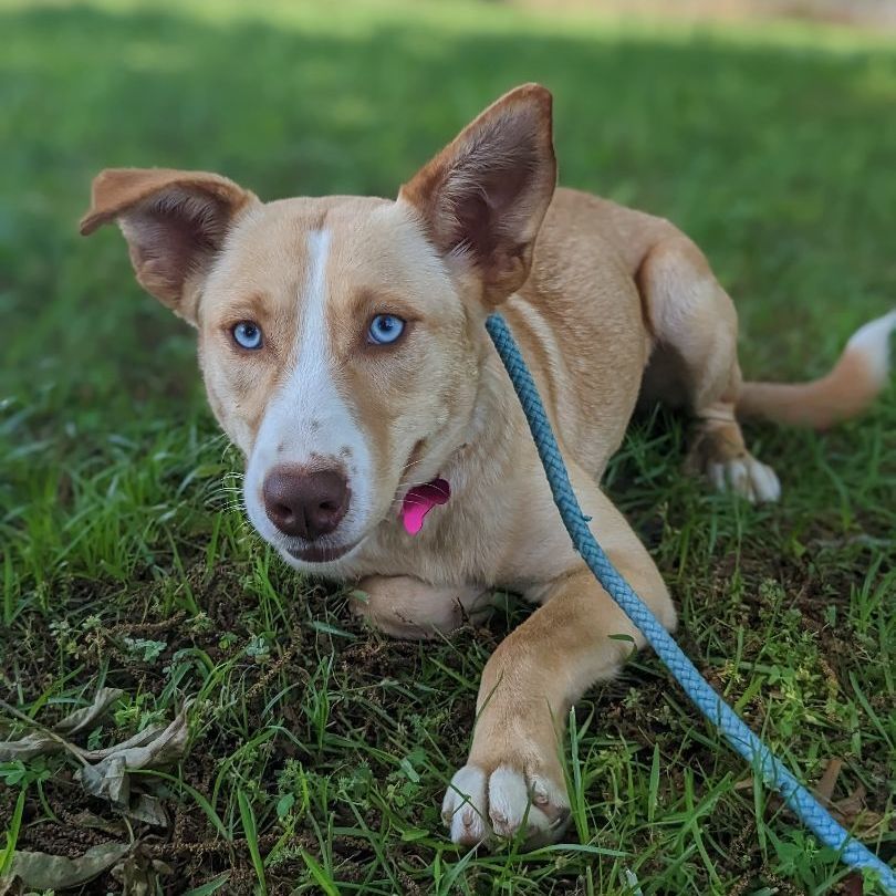 Elle, Adopted, Young Female Golden Retriever & Husky.