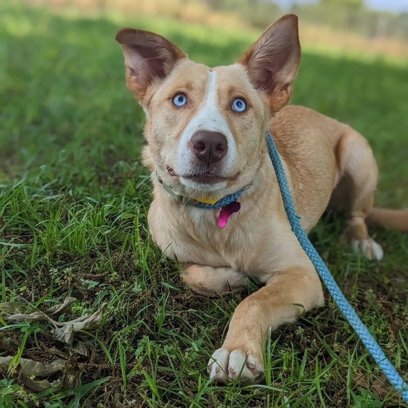 Enlarge Elle, a Adopted mixed breed in Berkeley Heights, NJ image 4/6