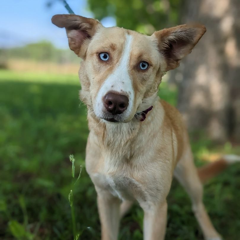 Enlarge Elle, a Adopted mixed breed in Berkeley Heights, NJ image 5/6