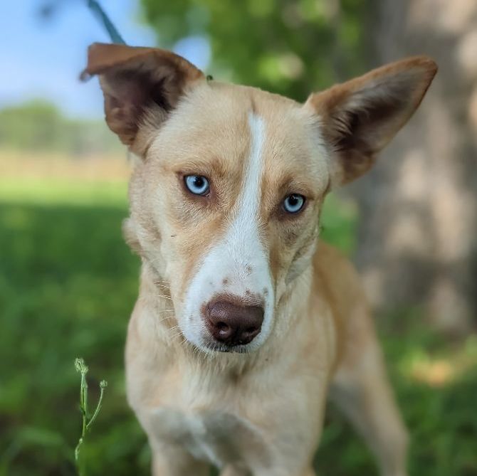 Enlarge Elle, a Adopted mixed breed in Berkeley Heights, NJ image 6/6
