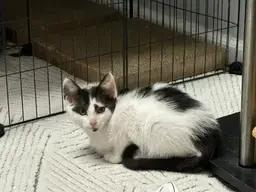 Pepper, Adoptable, Adult Female Domestic Medium Hair.