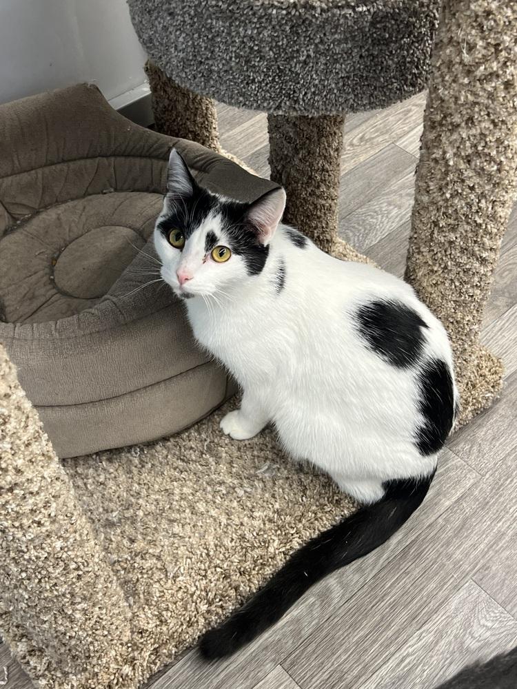 Enlarge Pepper, a Adoptable Domestic Medium Hair in West Mifflin, PA image 2/3