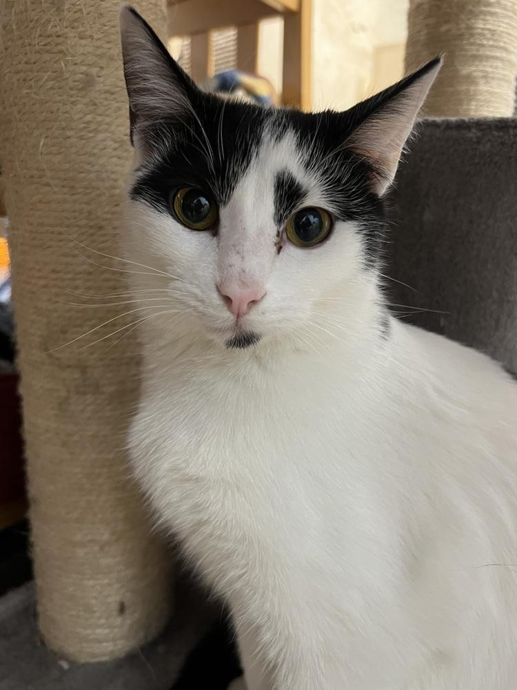 Enlarge Pepper, a Adoptable Domestic Medium Hair in West Mifflin, PA image 3/3