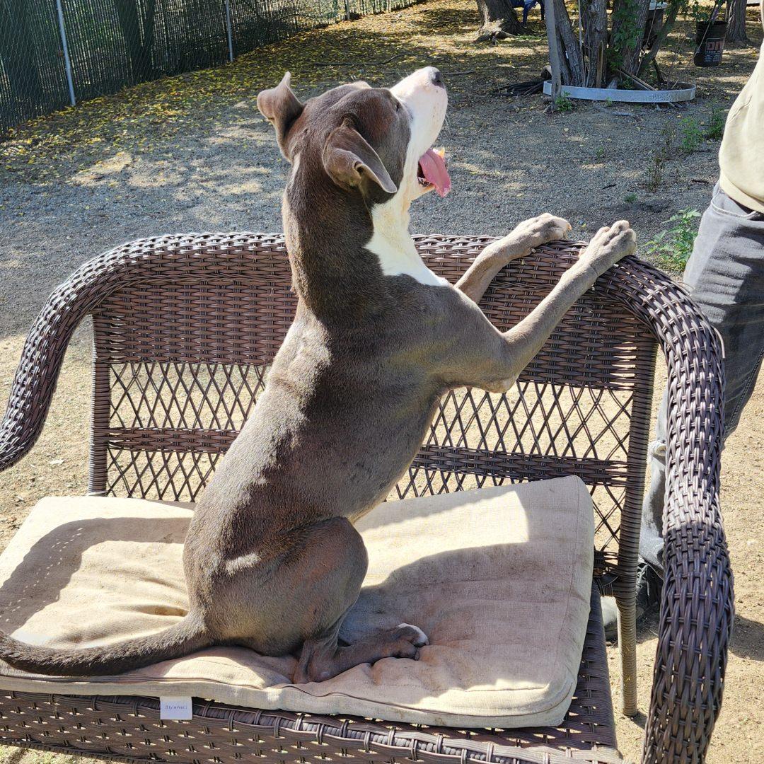 Enlarge Peter, an adopted Pit Bull Terrier in Burbank, CA image 5/6