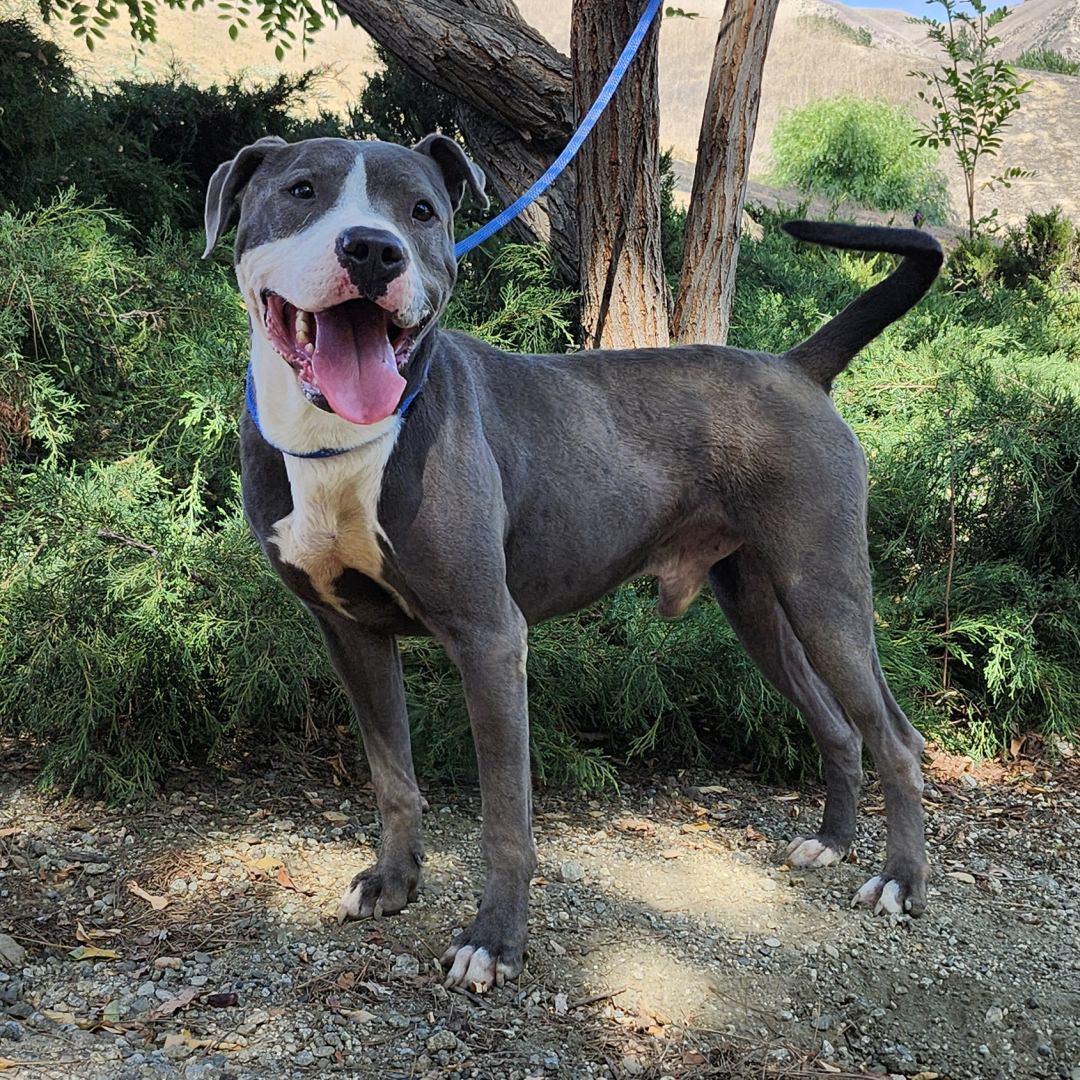 Enlarge Peter, an adopted Pit Bull Terrier in Burbank, CA image 4/6