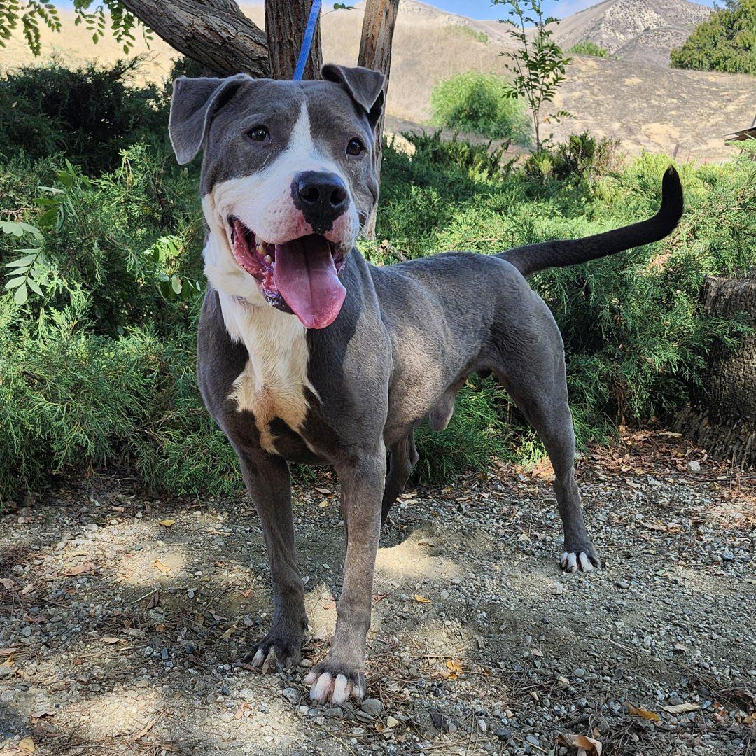 Enlarge Peter, an adopted Pit Bull Terrier in Burbank, CA image 6/6