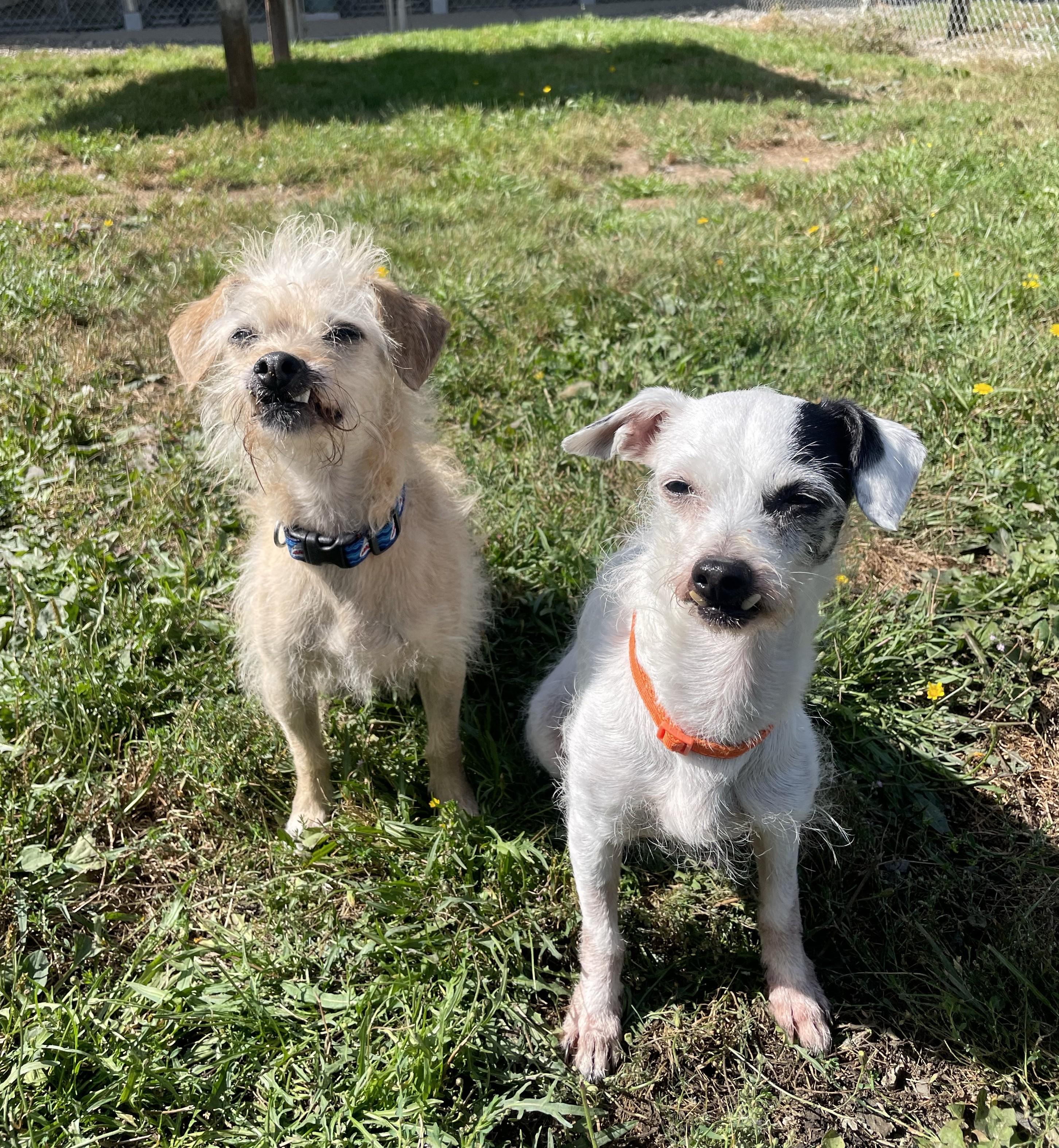 Lulu 40240 and Endako 40239 (10 Years Old), Adoptable, Senior Female Chihuahua & Terrier.