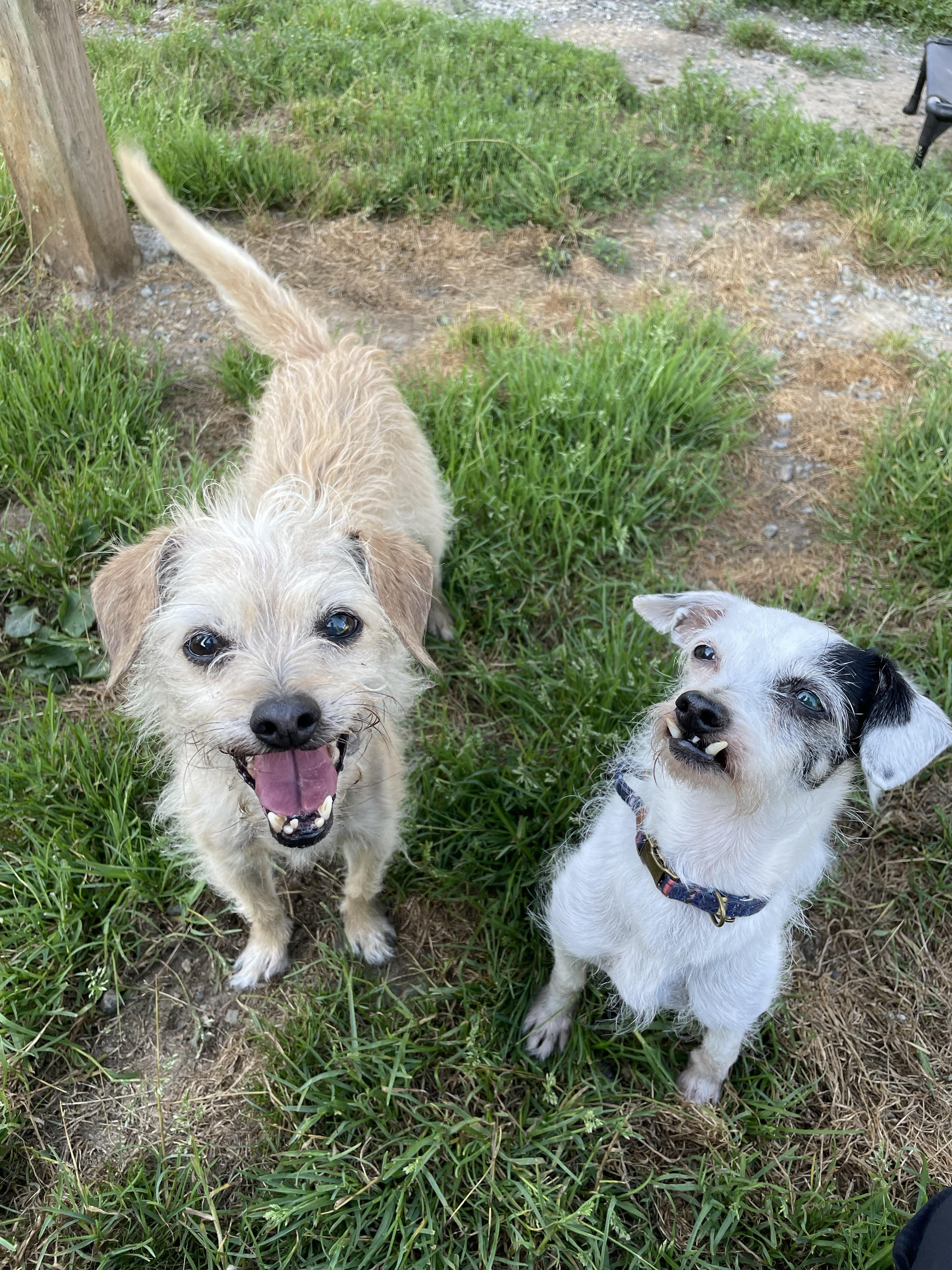Lulu 40240 and Endako 40239 (10 Years Old), a ADOPTABLE mixed breed in Langley, BC image 3/4