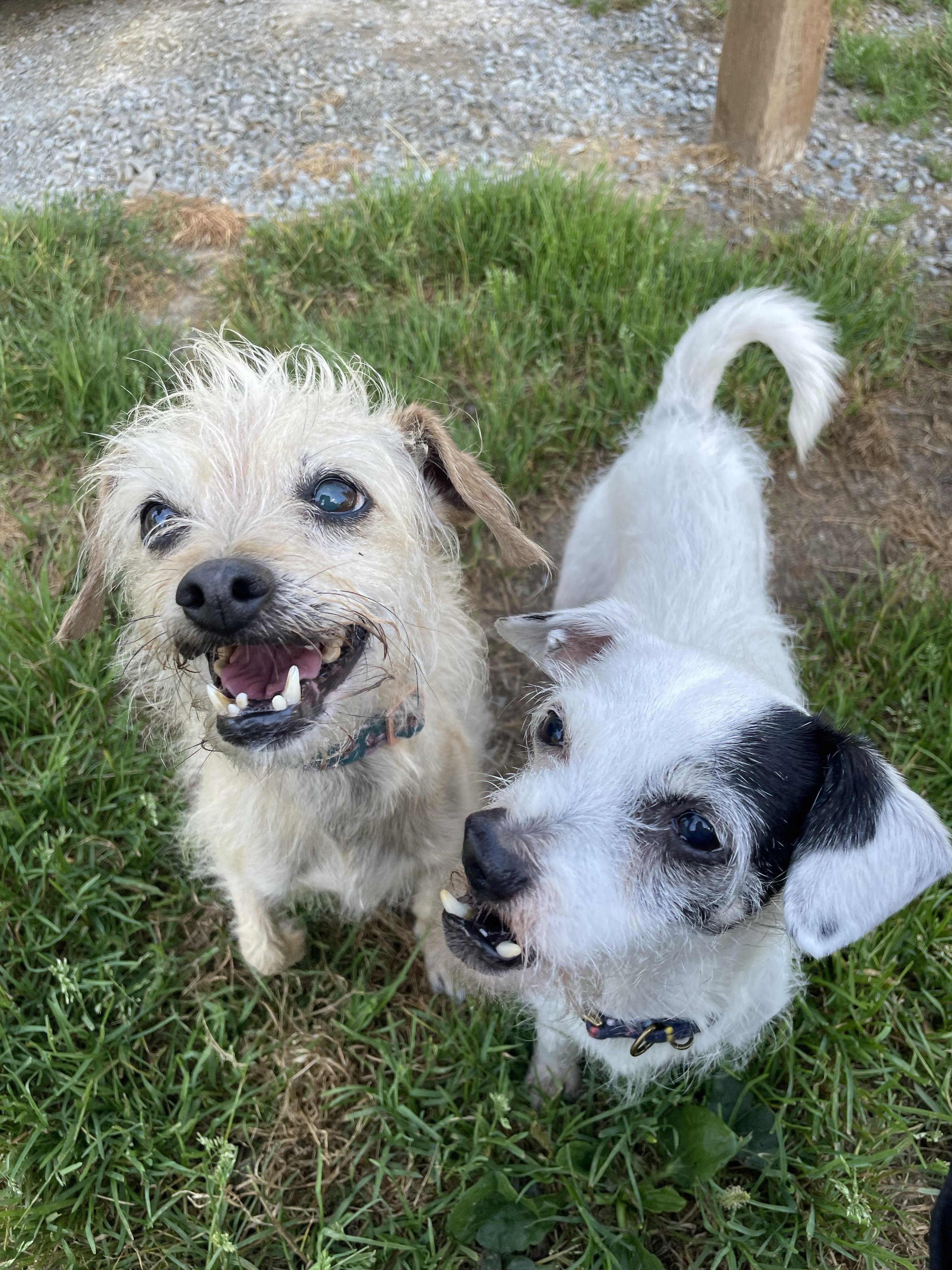 Lulu 40240 and Endako 40239 (10 Years Old), a ADOPTABLE mixed breed in Langley, BC image 4/4