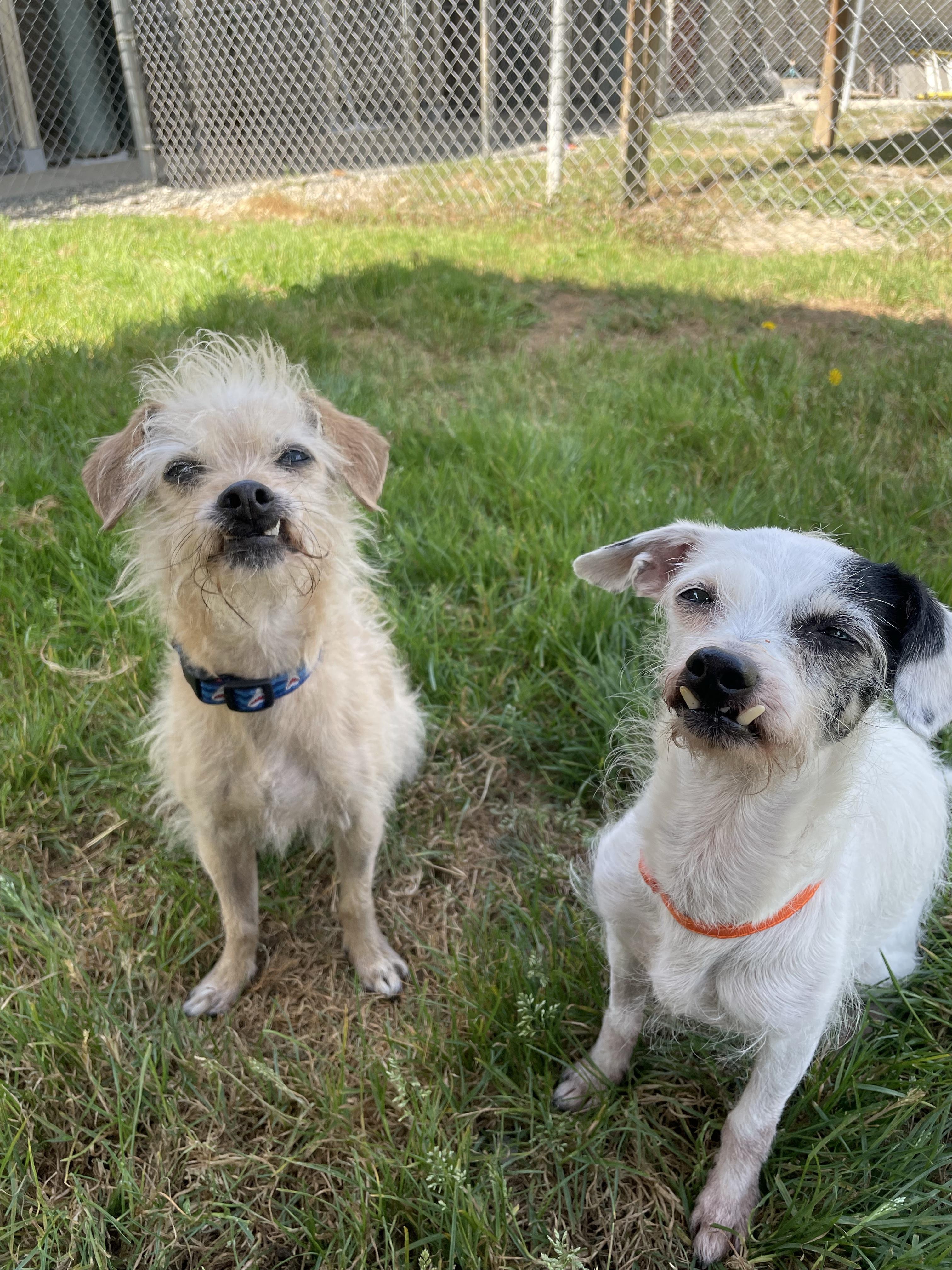 Enlarge Lulu 40240 and Endako 40239 (10 Years Old), a Adoptable mixed breed in Langley, BC image 2/6