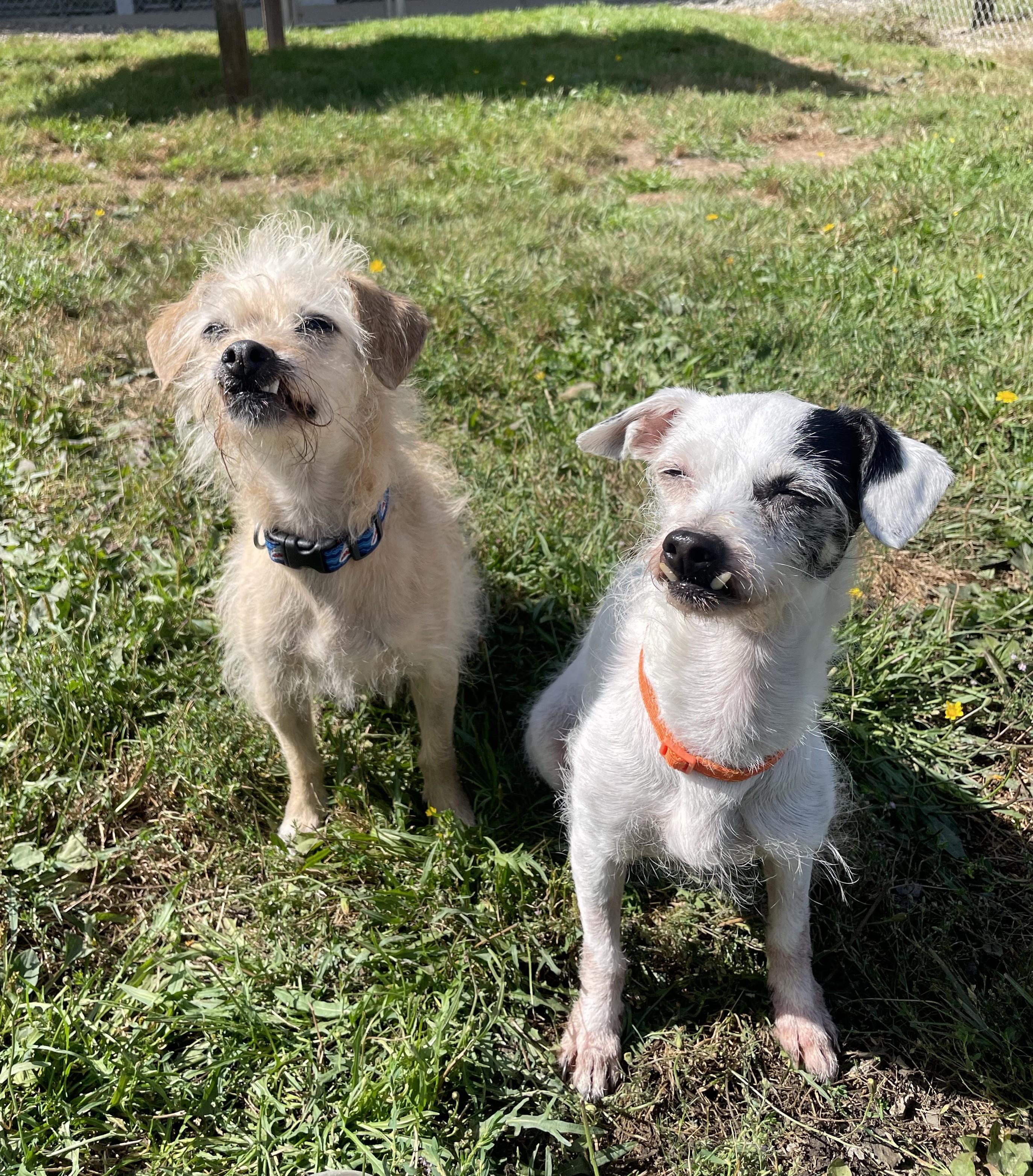 Enlarge Lulu 40240 and Endako 40239 (10 Years Old), a Adoptable mixed breed in Langley, BC image 3/6