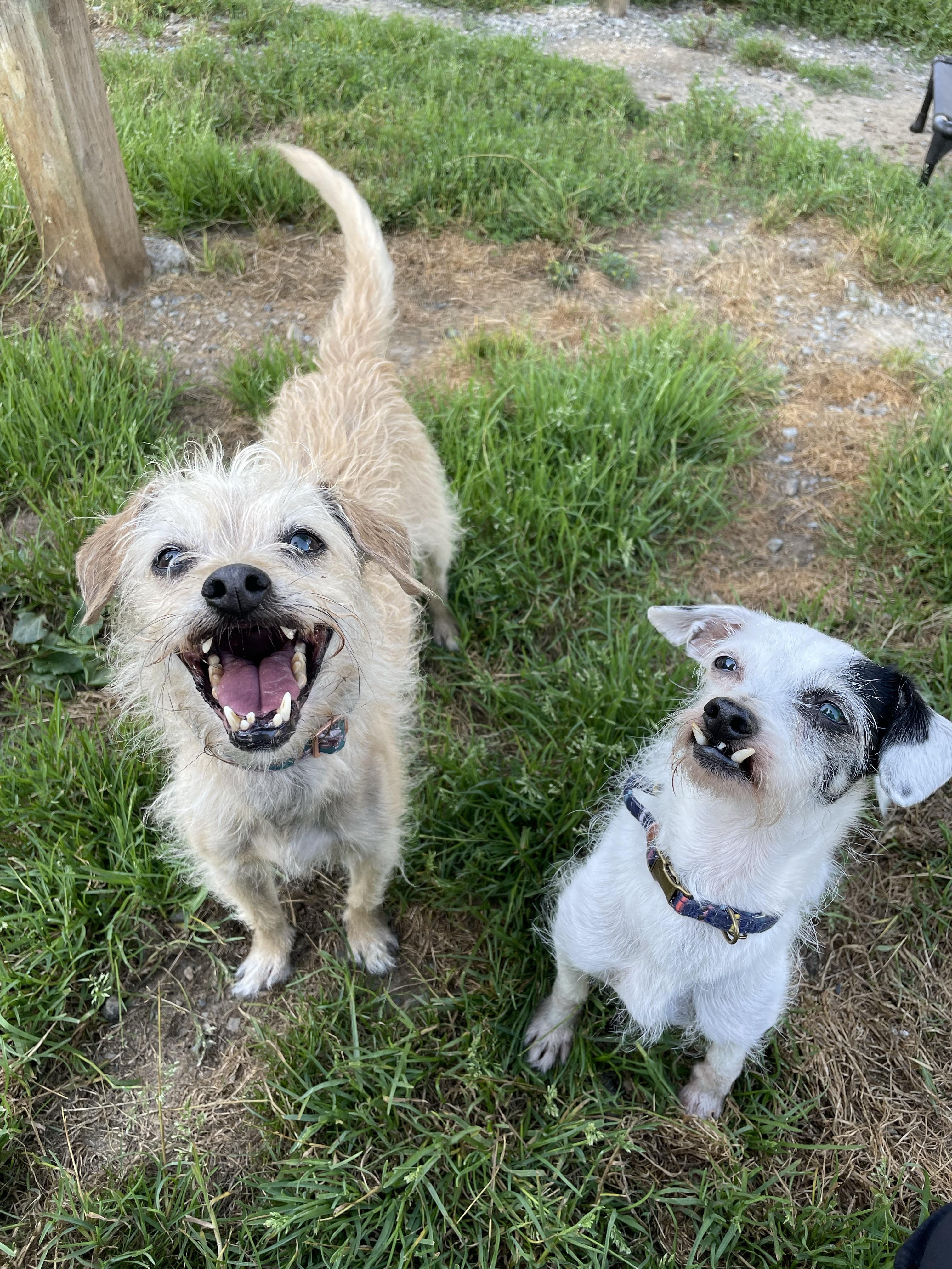 Lulu 40240 and Endako 40239 (10 Years Old), a ADOPTABLE mixed breed in Langley, BC image 2/4