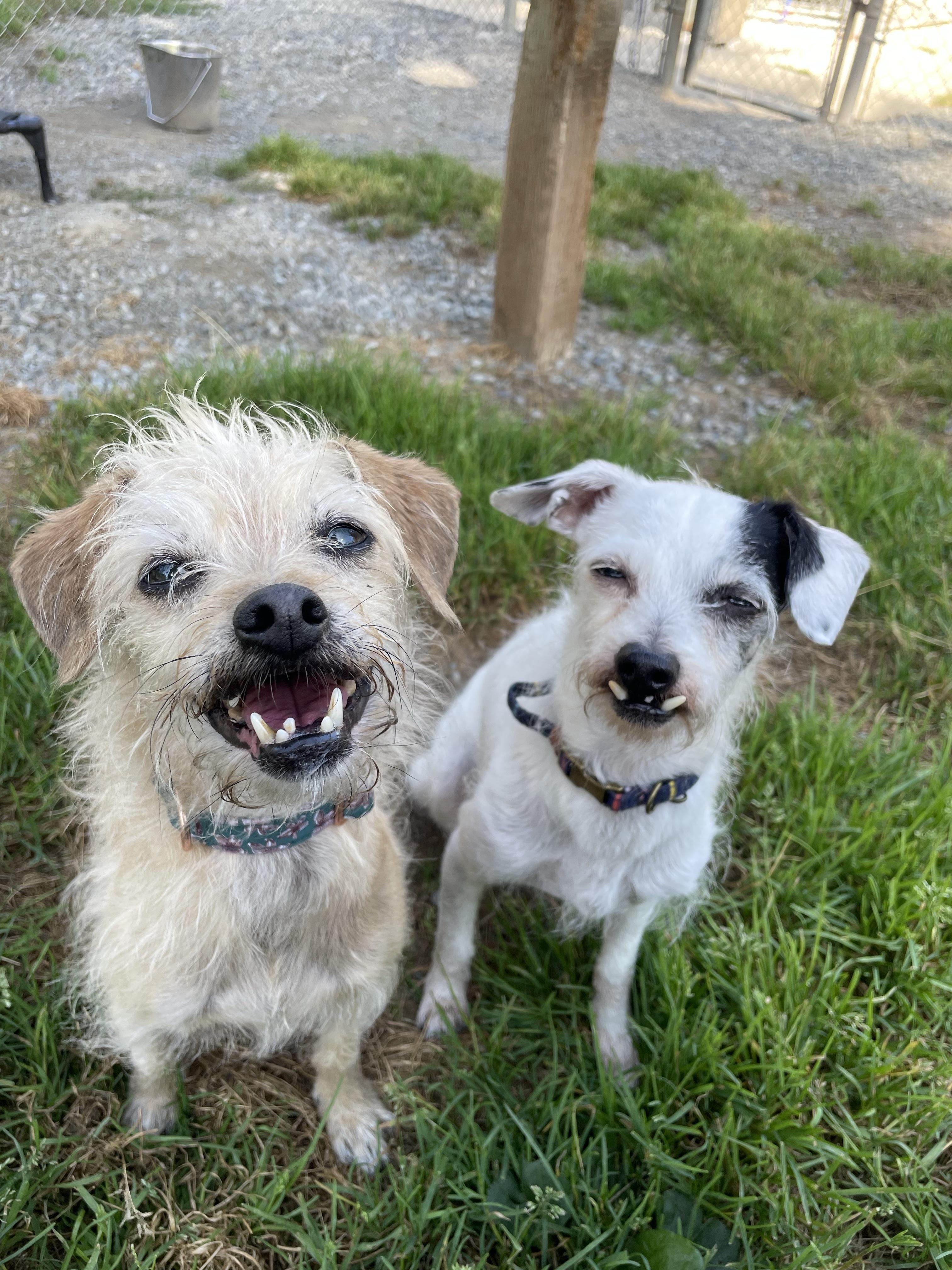 Lulu 40240 and Endako 40239 (10 Years Old), ADOPTABLE, Senior Female Chihuahua & Terrier.