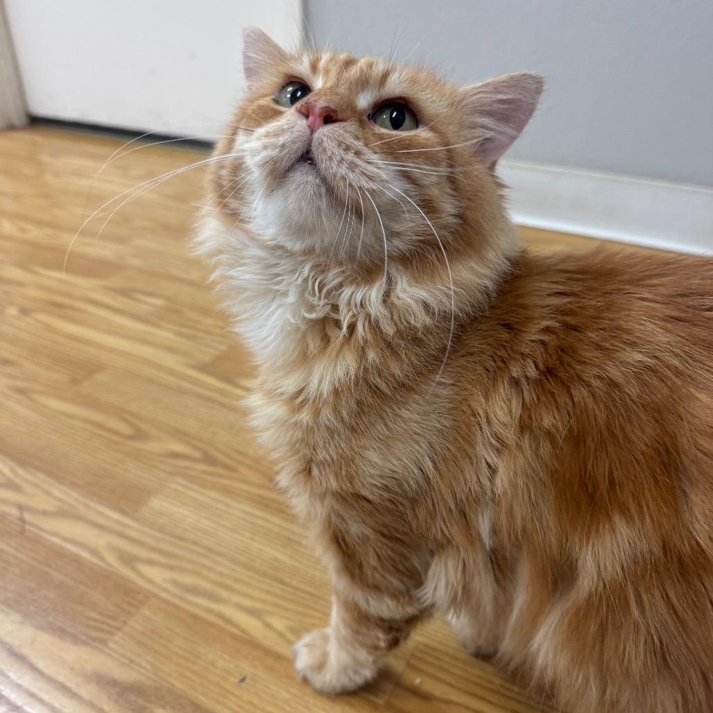 Max, ADOPTABLE, Senior • Male, Siberian.