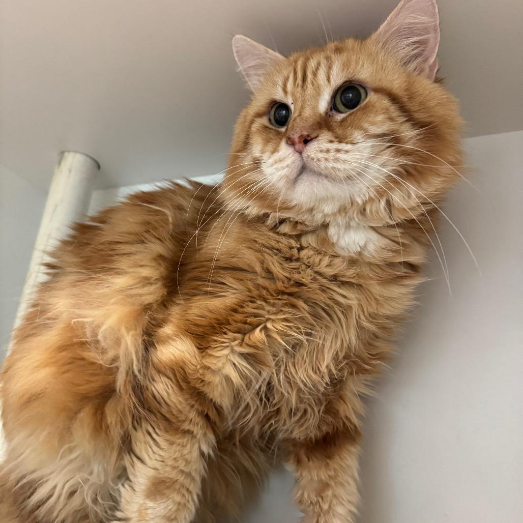 Max, Adoptable, Senior Male Siberian.
