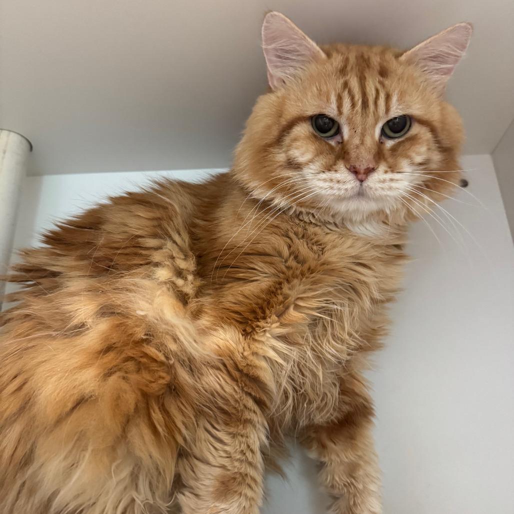 Enlarge Max, a Adoptable Siberian in Buellton, CA image 2/4