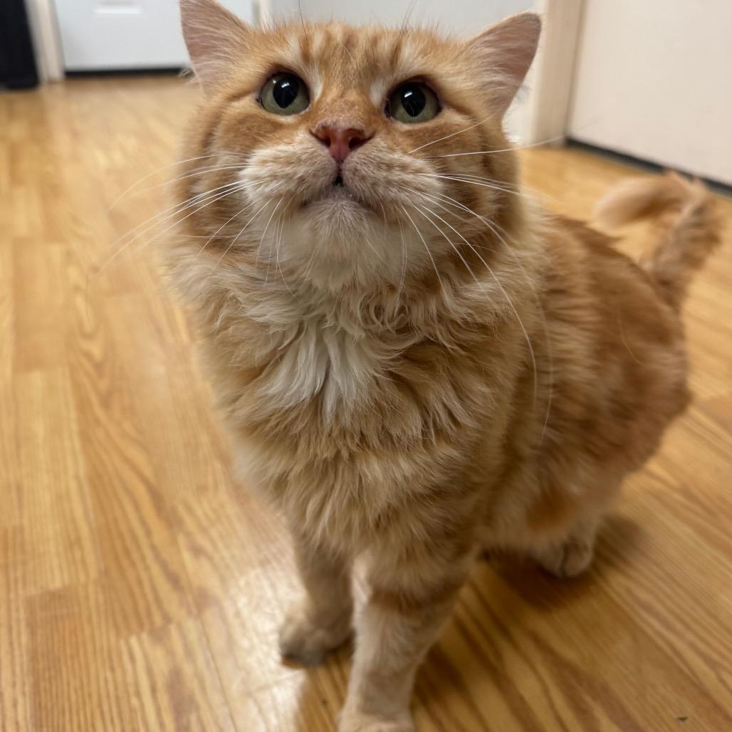 Enlarge Max, a Adoptable Siberian in Buellton, CA image 2/5