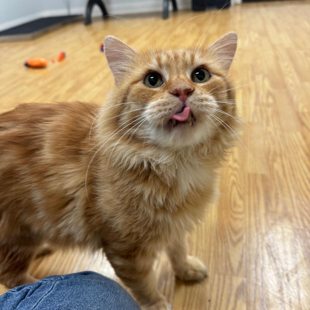 Enlarge Max, a Adoptable Siberian in Buellton, CA image 3/5