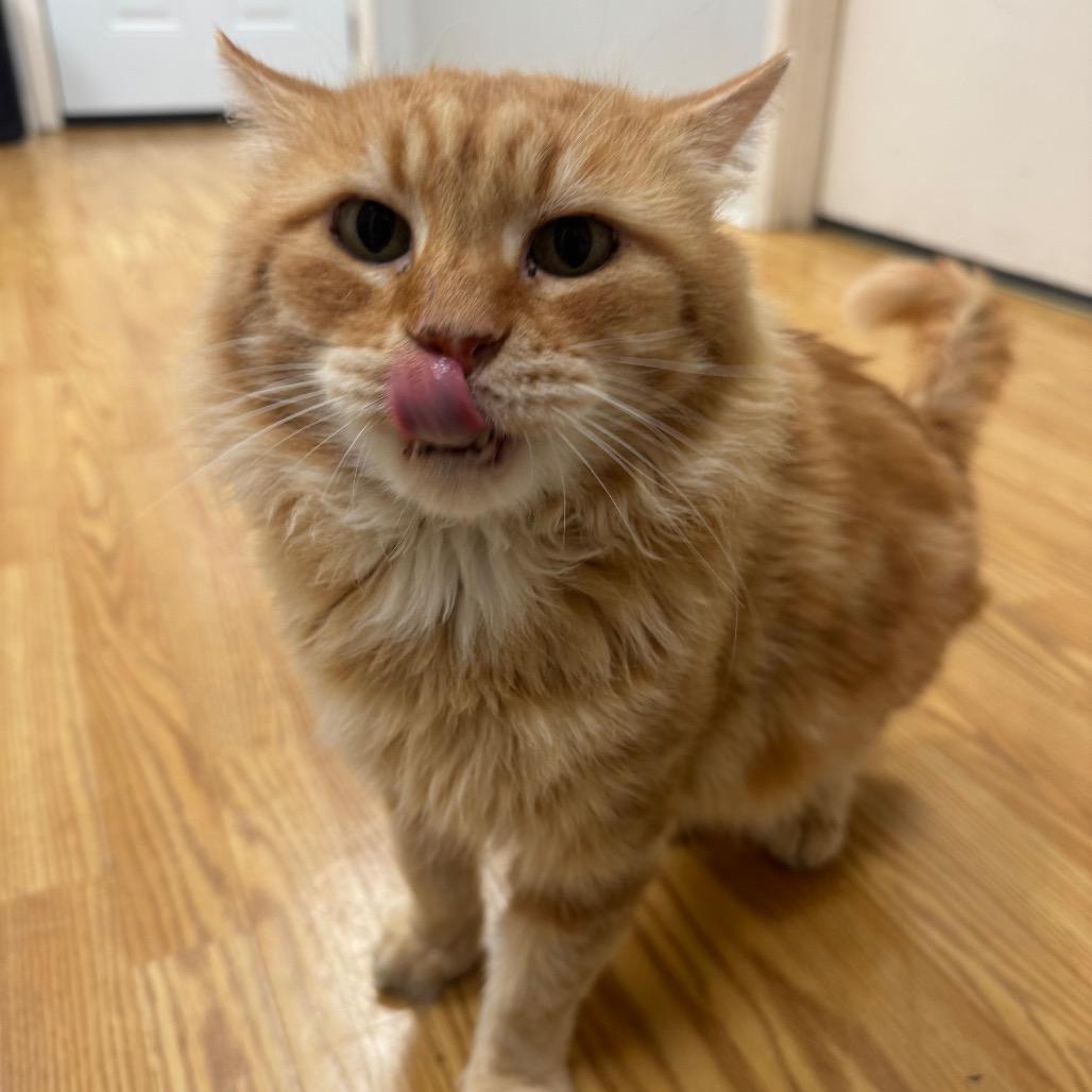 Enlarge Max, a Adoptable Siberian in Buellton, CA image 4/5