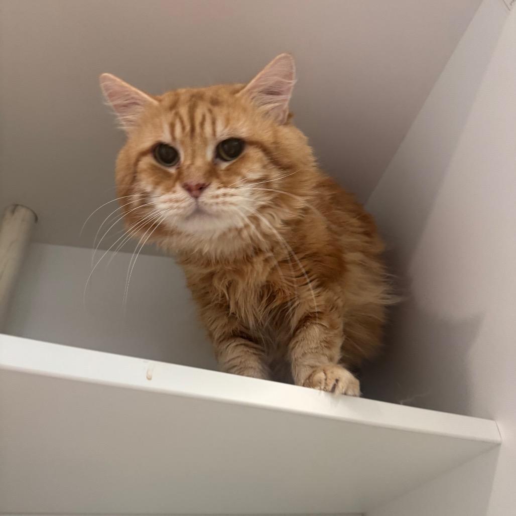 Enlarge Max, a Adoptable Siberian in Buellton, CA image 3/4