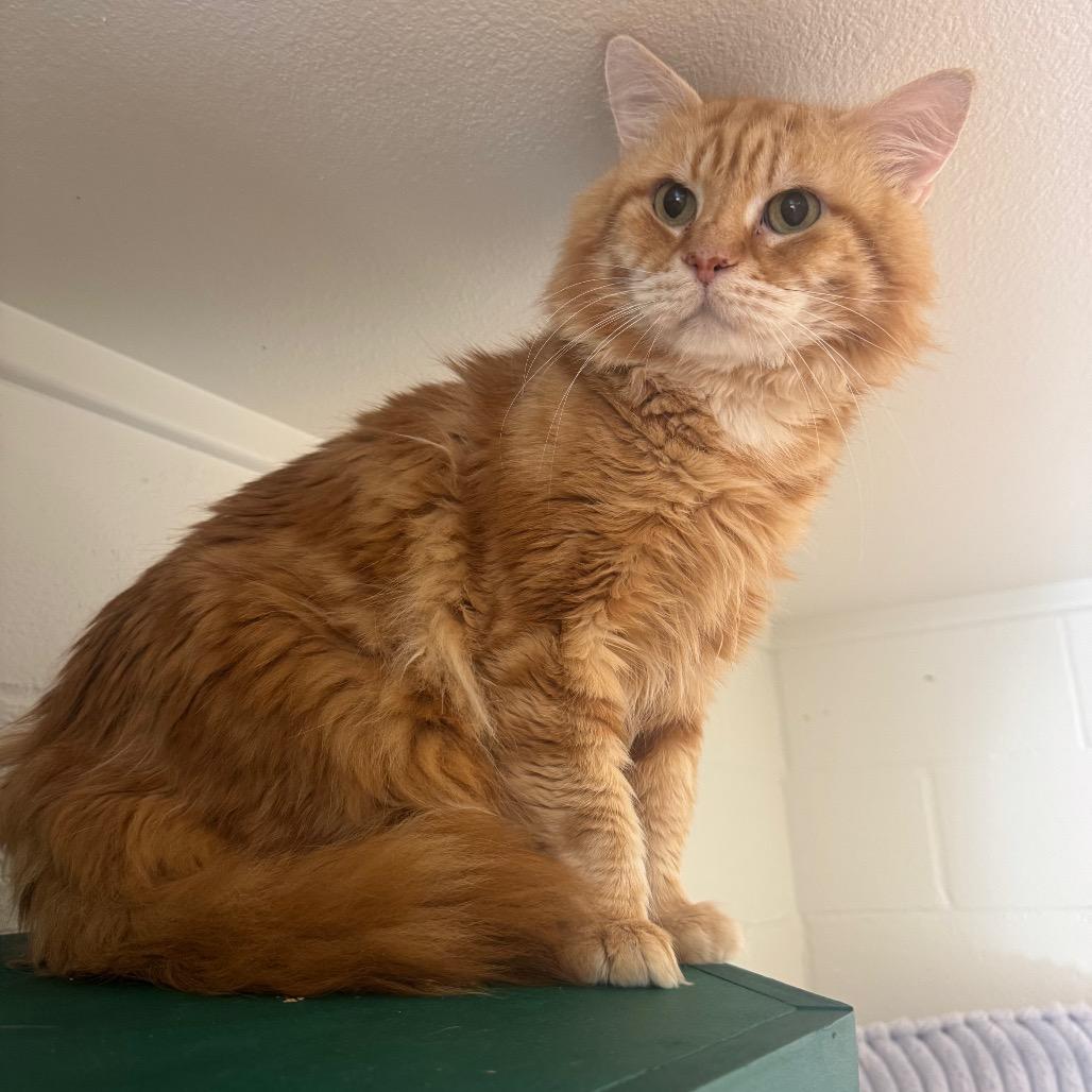 Enlarge Max, a Adoptable Siberian in Buellton, CA image 4/4