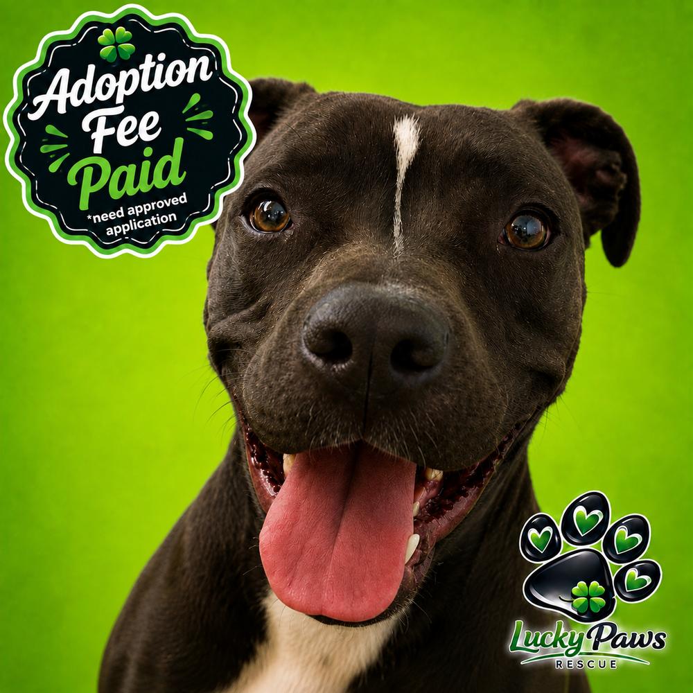 Piper, Adoptable, Young Female American Staffordshire Terrier & American Bully.