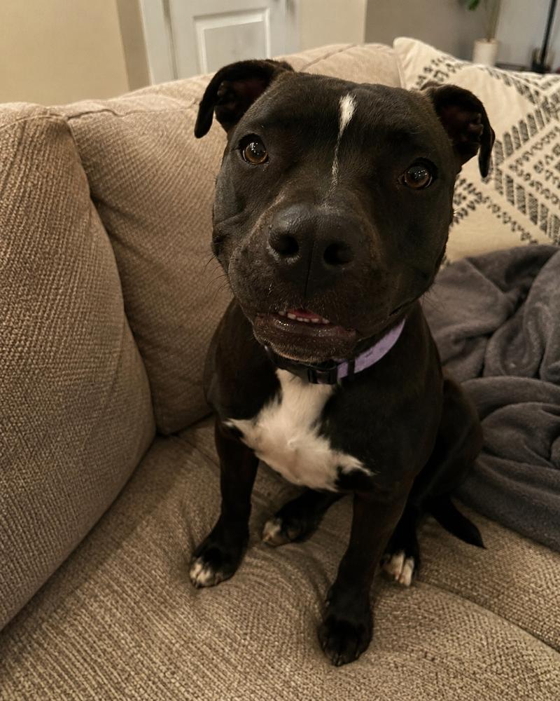 Enlarge Piper, a Adoptable mixed breed in Sumter, SC image 2/6