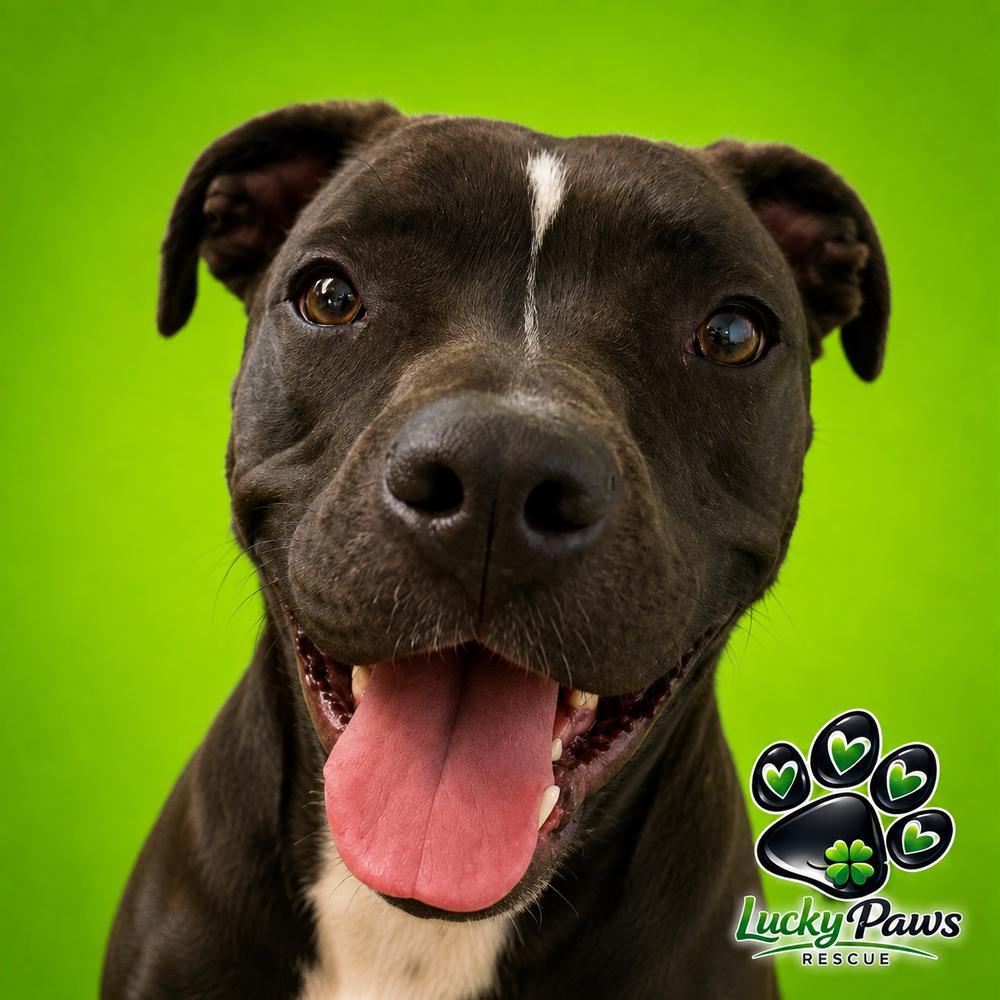 Enlarge Piper, a Adoptable mixed breed in Sumter, SC image 3/6