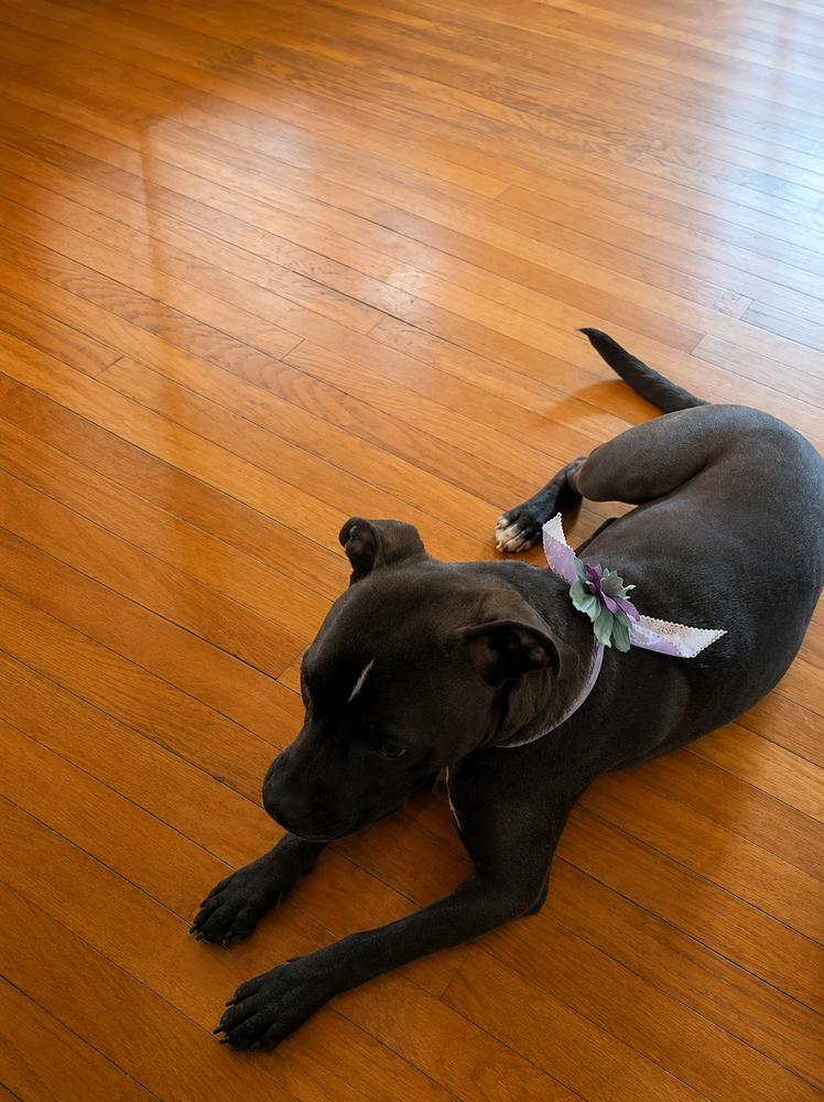 Enlarge Piper, a Adoptable mixed breed in Sumter, SC image 4/6